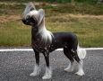 Sunstreaker Expect The Unexpected Chinese Crested