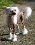 Belshaw's Admire Chinese Crested