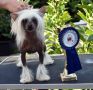 Faith Little Sweetie Chinese Crested
