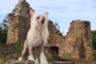 Touch Beauty Opal Ice Chinese Crested
