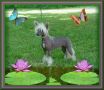 Multi CH. Woodlyn Chicago Cubbie Phan Chinese Crested