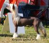 Krysolit Grand Prix Chinese Crested