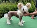 Champagne Glitter Winning Smile Chinese Crested