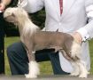 Gingery's Sasquehanna Goblin Chinese Crested