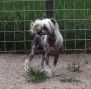 The Loaded Gun At N'Co Chinese Crested