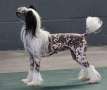 CandyCresteds Send me to Hollywood Chinese Crested