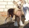 Lustalver's Lord Chinese Crested