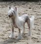 Call Girl Top Model De Rama Chinese Crested