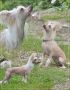 Polar Shane Dancing Love Chinese Crested
