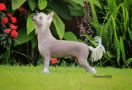 Anabella Chinese Crested