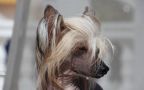 Ghost In The Shell du Coeur des Tnbres Chinese Crested