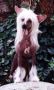 Sunchi Simply Stunning Of Zucci Chinese Crested