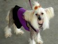 Landmark's Explosion by Jove Chinese Crested