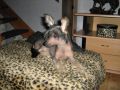 Bestchoice Chinese Crested