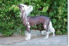 Mstic-Heart Venus In Person Chinese Crested