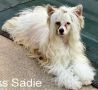 JnB Miss Sadie's Dance Chinese Crested