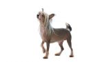 The Silence of the Champs Di Casa Romano Chinese Crested