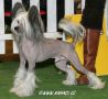 Nobel Sub Divo Chinese Crested