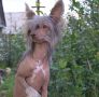 Status Imperial King's Bounty Chinese Crested