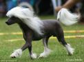 Phrostmade's Tequila Chinese Crested