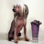 Local Hero's Fantasi 	 Chinese Crested