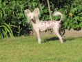 Flashing White Star Diamond Place Chinese Crested