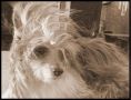 Pride&glory Ariel Chinese Crested