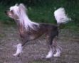 Prefix Ophelia Ocelot Chinese Crested