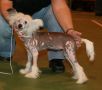 Mexi Mille Susie-Liv Chinese Crested