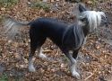 Running Bare's Brass Tack Chinese Crested