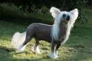 Chattanooga's Club Winner Chinese Crested