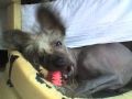 Suzzan's Jr Ewing Chinese Crested