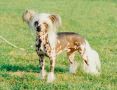 Canterkhan Chosen One For Chinois Chinese Crested