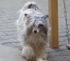 Crazy Cresteds Finola Panoh Chinese Crested