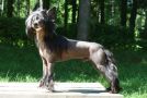 Real Rival Status Imperial Minodora Chinese Crested
