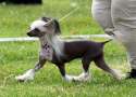 Artic Flyer's Hopes and Dreams Chinese Crested