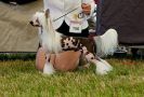 Moon Harbour Free Style Chinese Crested