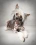 Blanchos Along Came A Spider Chinese Crested