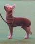 Blandora Top Ranking For Cazants Chinese Crested