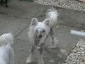 TuYu Mythical Noir Chinese Crested