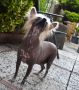 lisra Chinese Crested