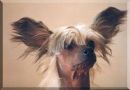 Suanho's Lonely Wolf Chinese Crested
