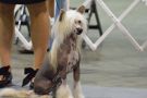 Dasha's You've Gotta Work It Girl Chinese Crested