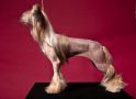 Oks Company  Germiona Granger Chinese Crested