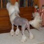 Zucci Party Time Chinese Crested