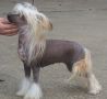 Jonbrecy's Cinnamon Spice Chinese Crested