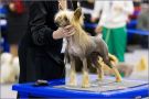 Zholesk Eclair Chinese Crested