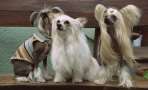 Paradise Is Here Imperija Chinese Crested