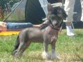 Chinetta's C Dior Hypnotic Poison Chinese Crested