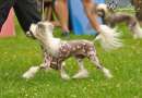 Mooncrest Windy Lady Moon Chinese Crested